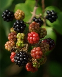 Blackberry display!