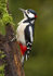 GS WOODPECKER REF WOOD 17