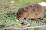 Water Vole