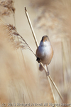 Bearded Tit (Panurus biarmicus) female