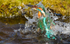 KINGFISHER no 12