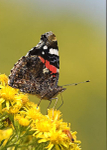 Red Admiral