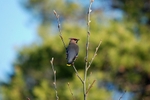 Waxwing