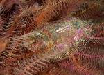 Phrynorhombus norvegicus