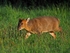 Reeves' Muntjac
