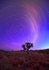 Star Trails & Grass Tree-8491