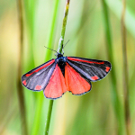 Cinabar moth