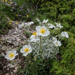 Apennine Rockrose (Helianthemum appeninum)