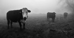 Cows in the mist 2