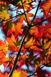 Tree (Japanese Maple) - 6616