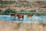 Red Deer