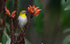 Oriental white-eye