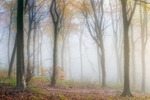 z4118 Autumn Mists, Brighstone Forest