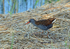 Water Rail