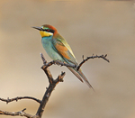 European Bee Eater