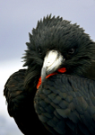 Magnificent Frigatebird 2