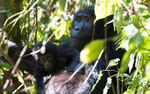 Bwindi (Ruhija)
