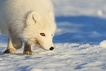 White Arctic Fox close-up, Svalbard, Norway