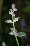 Green Plant _ FL004