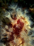 Epizoanthus couchii