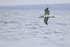 Salvin's Albatross low over sea, Chile