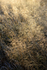 Grass 3