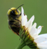 Red-tailed Bumble Bee