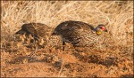 Yellow necked spurfowl
