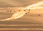 SANDHILL CRANES AT SUNSET, 2019 - LONG POINT MARSH