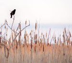 RED-WINGED BLACKBIRD - LONG POINT