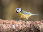 Blue Tit