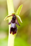 Fly Orchid