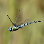 Southern Migrant Hawker (Aeshna affinis) M