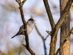 Blackcap