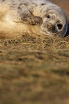 GREY SEAL PUP APPROX 8 DAYS OLD