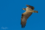 Osprey in Flight 9