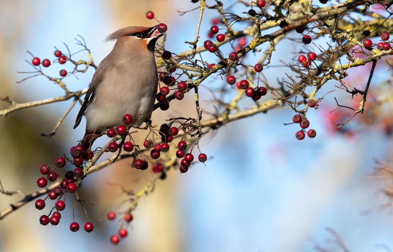 Waxwing - Hassop - Derbyshire