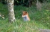 Red Fox
