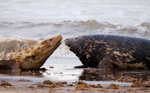 Grey Seal