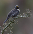 Male Ring Ouzel