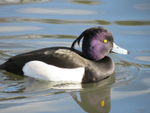 Tufted Duck