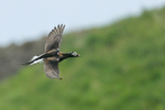 Long-tailed Duck flying, Iceland
