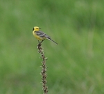 Citrine Wagtail