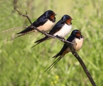 Barn Swallows