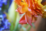 Flowers 16 - 15