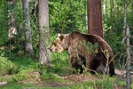 Brown Bear