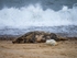 Atlantic Grey Seal