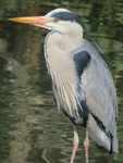 Grey Heron Portrait