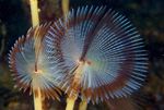Sabella pavonina