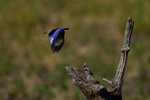 Brown-hooded Kingfisher